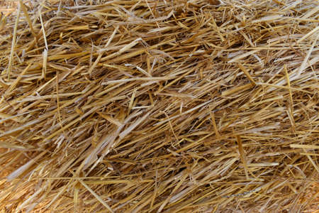 texture background straw hay mown grass