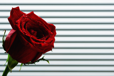 Red rose with water droplets isolated on background with linesの写真素材