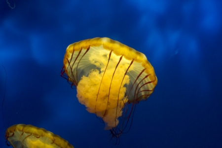 jellyfishの写真素材