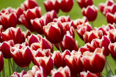 Tulipの写真素材