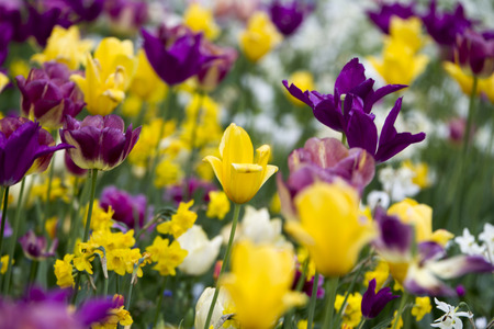 Tulip
