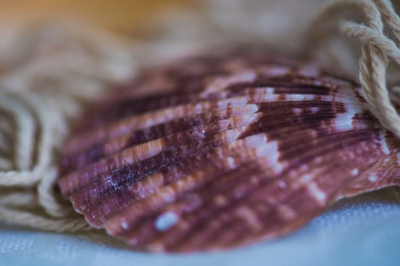Beautiful sea composition with shells on the background of a grid