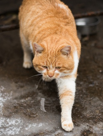 Caress a fat ginger catの写真素材