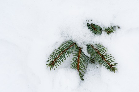Christmas evergreen spruce tree with frost on white, holiday backgroundの写真素材