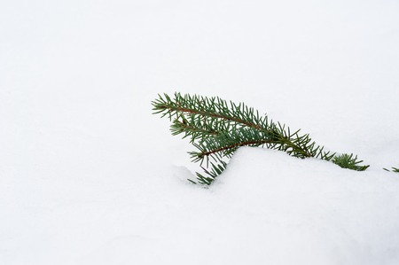 Christmas evergreen spruce tree with frost on white, holiday background