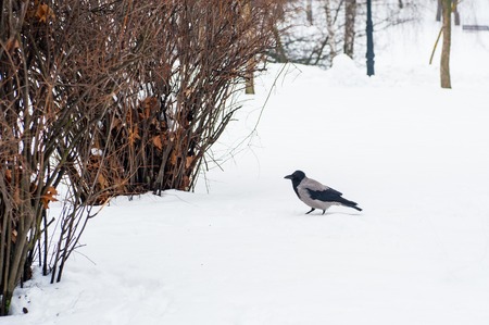 A gray crow walks through the snow to a branchの写真素材