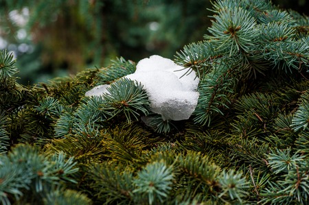 Fir tree brunch close up. Shallow focus. Fluffy fir tree brunch close up. Christmas wallpaper concept. Copy space.の写真素材