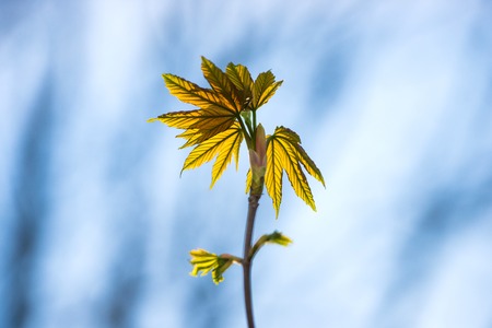Leaf on branch against against blue sky