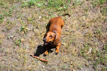 Dachshund is running in the park with toyの写真素材