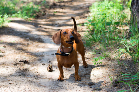 Dachshund is running in the park with toyの写真素材