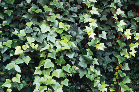 green saturated leaves background