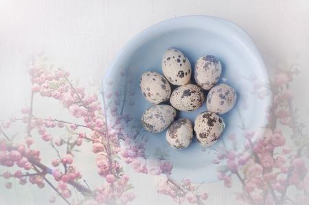 double exposure of blue bowl with fresh quail eggs and blossoming apple tree branch. easter concept