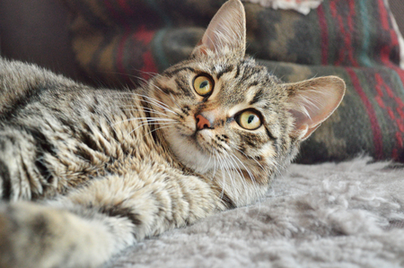 Cat lying on carpet and attentively looking up. Target tracking.の写真素材
