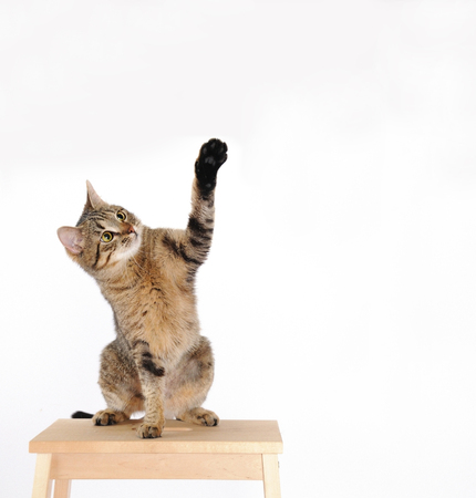 Cat are standing and rising hand on the white background. Kitten agitator. Copyspase place. Voting catの写真素材