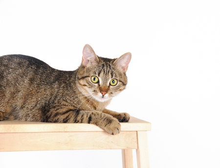Striped cat lying on a chair and attentively looks at camera. Over white. Side viewの写真素材