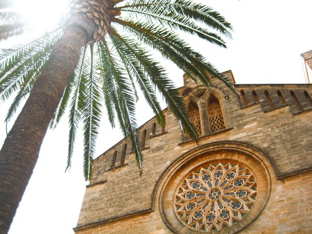 Green palm tree near the stone house of spain Palma de Mallorca. Trees and old buildings in Palmaの写真素材