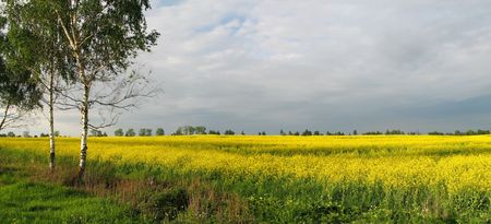 Yellow fieldの写真素材