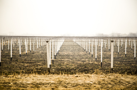 view at vineyard with white pillars on groundの写真素材