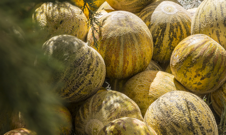 Group of fresh ripe yellow sweet melons.の写真素材
