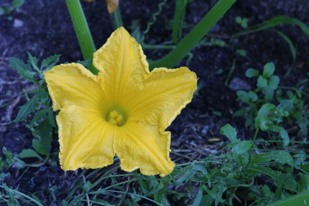 Flower of courgetteの写真素材