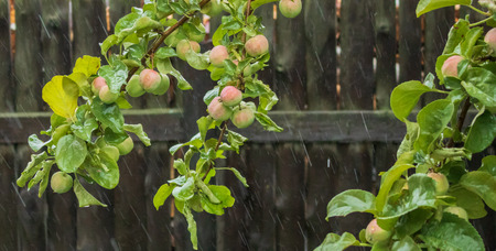 Village. Rural. Garden. Apple branches with fruits in the rain and wind.の写真素材
