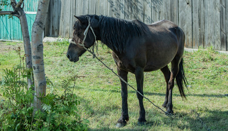 Village. Rural. Pet.  Horse grazing on the lawn near the farm.の写真素材