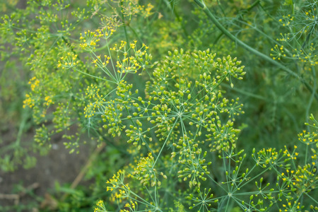 Village. Rural. Garden. Green seeds domestics dill. Inflorescence of dill.