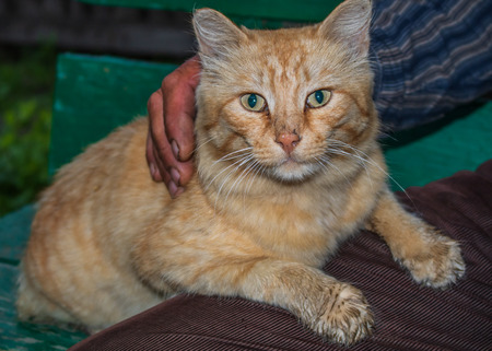 Village. Rural. Home red cat on the hands of the owner of the house.の写真素材