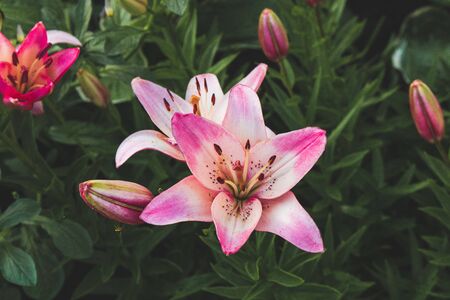 Flowers. Garden lilies in the flowerbed.の写真素材