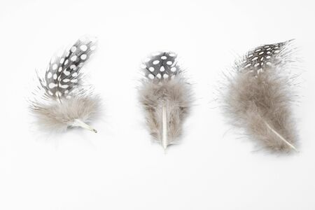 Beautiful feather rare bird  close-up on the white background.の写真素材
