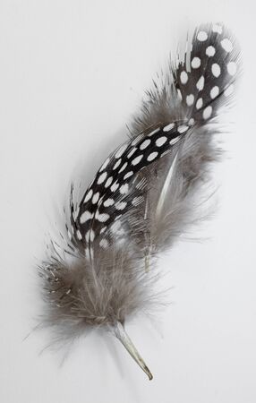 Beautiful feather rare bird  close-up. Art installation of two feathers close-up.の写真素材