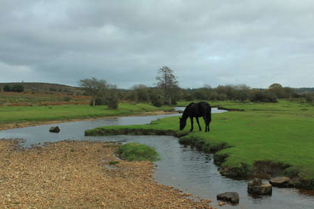 Horse grazing near riverの写真素材