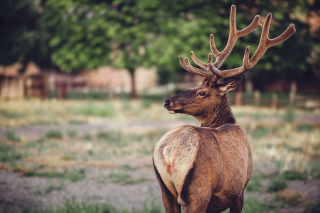 The deerの写真素材