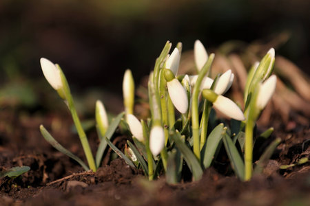 Galanthus nivalisの写真素材