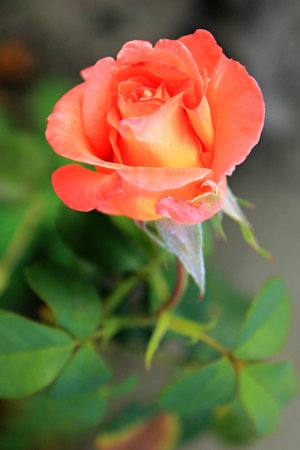 Roseの写真素材