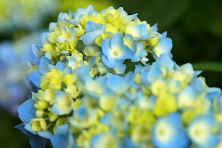 Hydrangeaの写真素材
