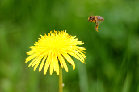 Bee on dandelionの写真素材