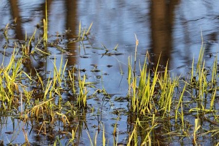 Grass in waterの写真素材