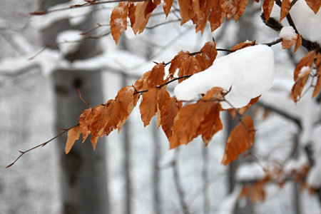 Foliageの写真素材