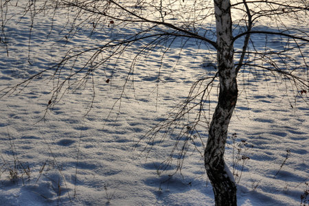 Snowy landscapeの写真素材