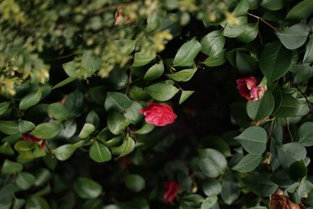 Green bushes with a red rose in the middle
