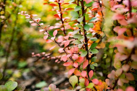Colorful and vibrant plants with red leaves in autumn with a blurry backgroundの写真素材