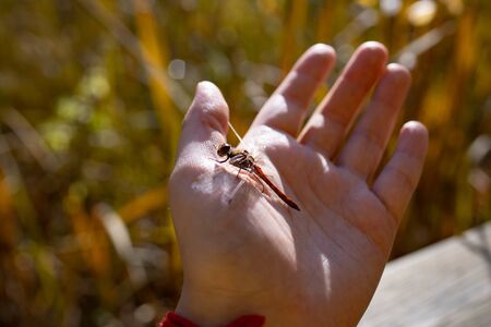 Dragonfly on a female hand. Insect on the palm of a person on a sunny dayの写真素材