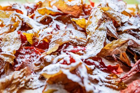 Bright colored autumn leaves covered with a thin layer of snowの写真素材