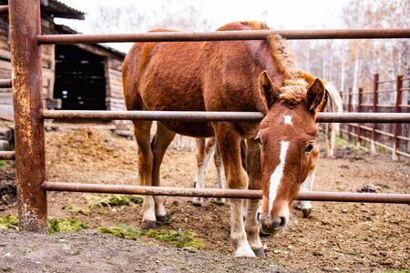 A horse in the paddock stands with its head stuck between the bars of the fenceの写真素材