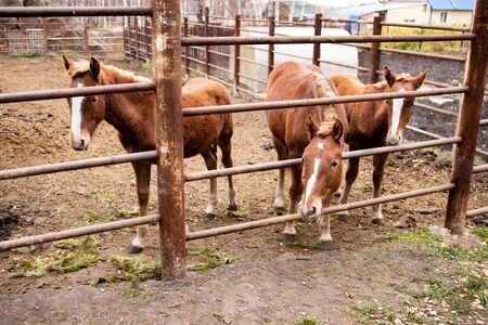 A few ponies in the paddock stand behind the fence and look at the camera..の写真素材