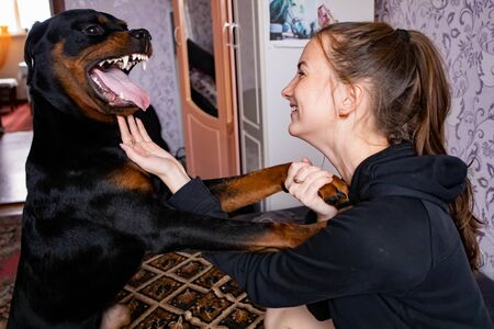 Girl plays at home with a big dog. The dog is angry at the ownerの写真素材
