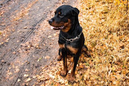 dog sits on the ground among yellow autumn leavesの写真素材