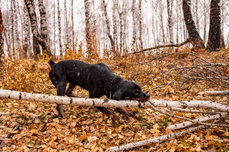 Dog nibbles a fallen tree in the autumn forestの写真素材