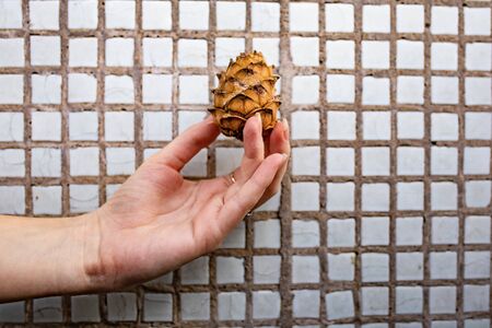 human hand holds brown autumn cone on tile backgroundの写真素材
